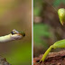 Snake vs Praying Mantis, unexpected fight between reptile and insect