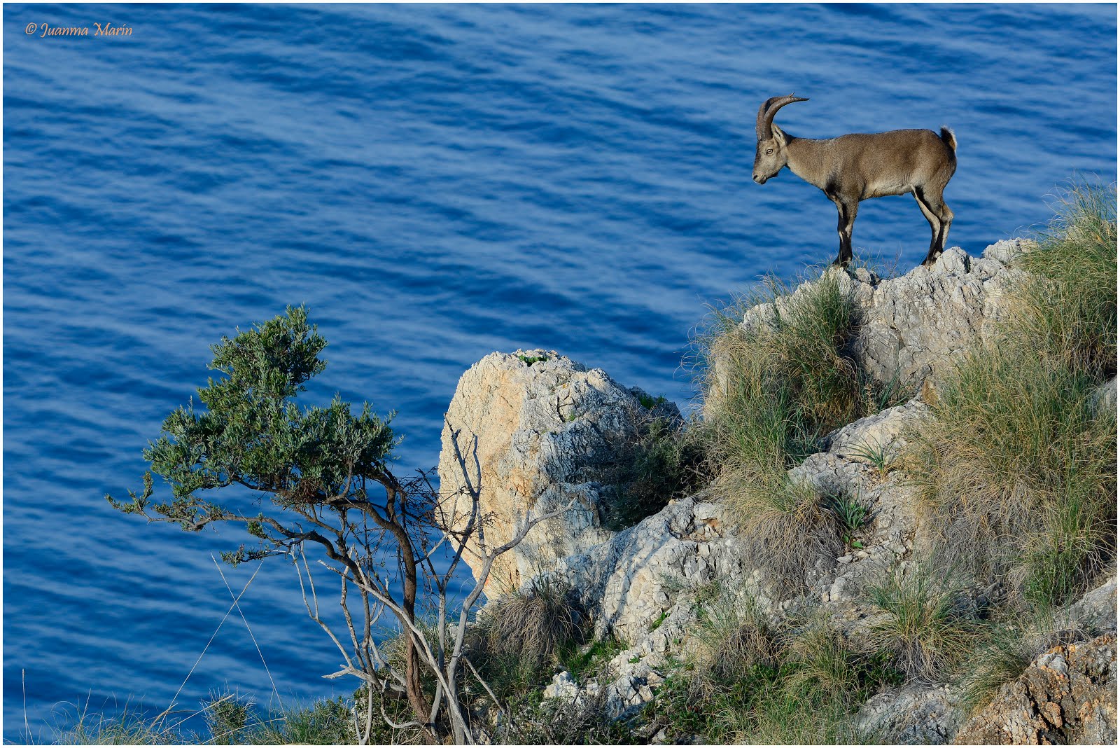 Macho montés en la costa granadina II