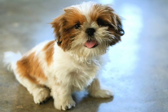 Por que o Shih Tzu fica Ofegante? Isso significa que algo está errado? Entenda tudo aqui