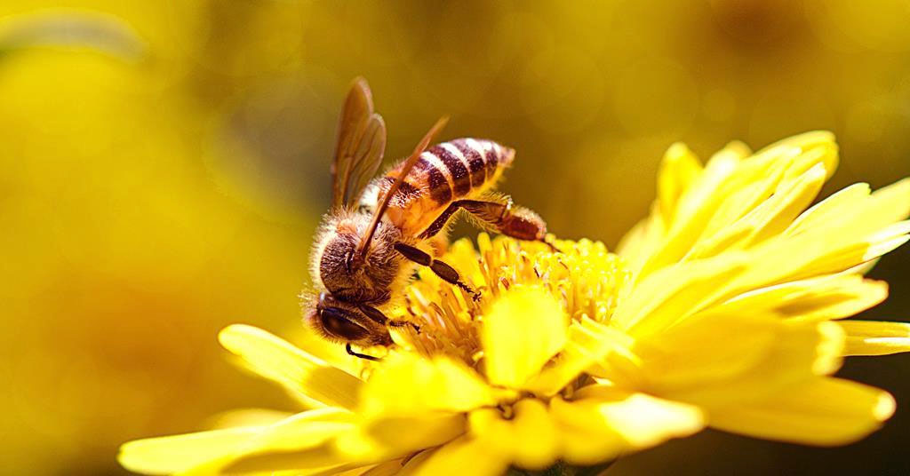 benefits of bee honey