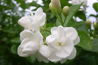 Manfaat Dan Khasiat Bunga Melati Putih Untuk Kesehatan