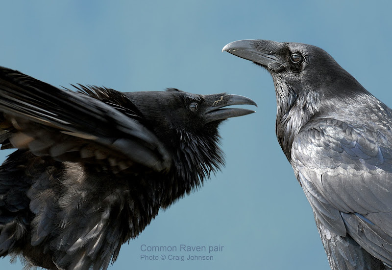 Common Raven in pair
