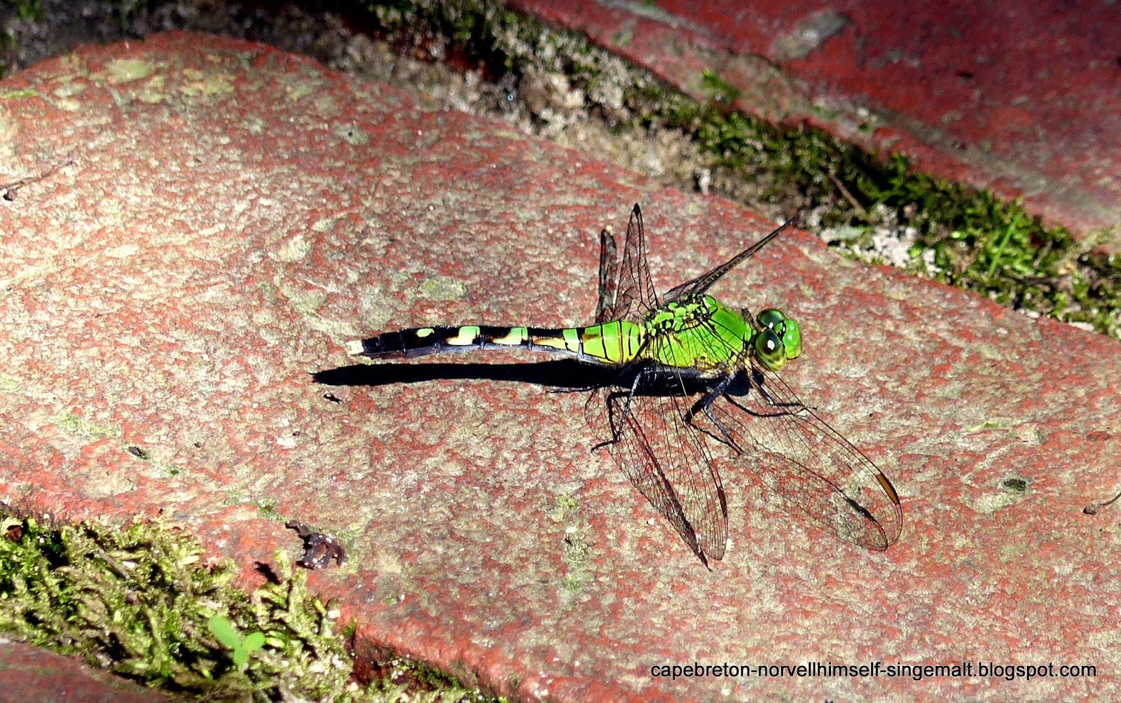 CapeBretonNorvellHimselfSingleMalt Dragon Fly The Devil's Darning