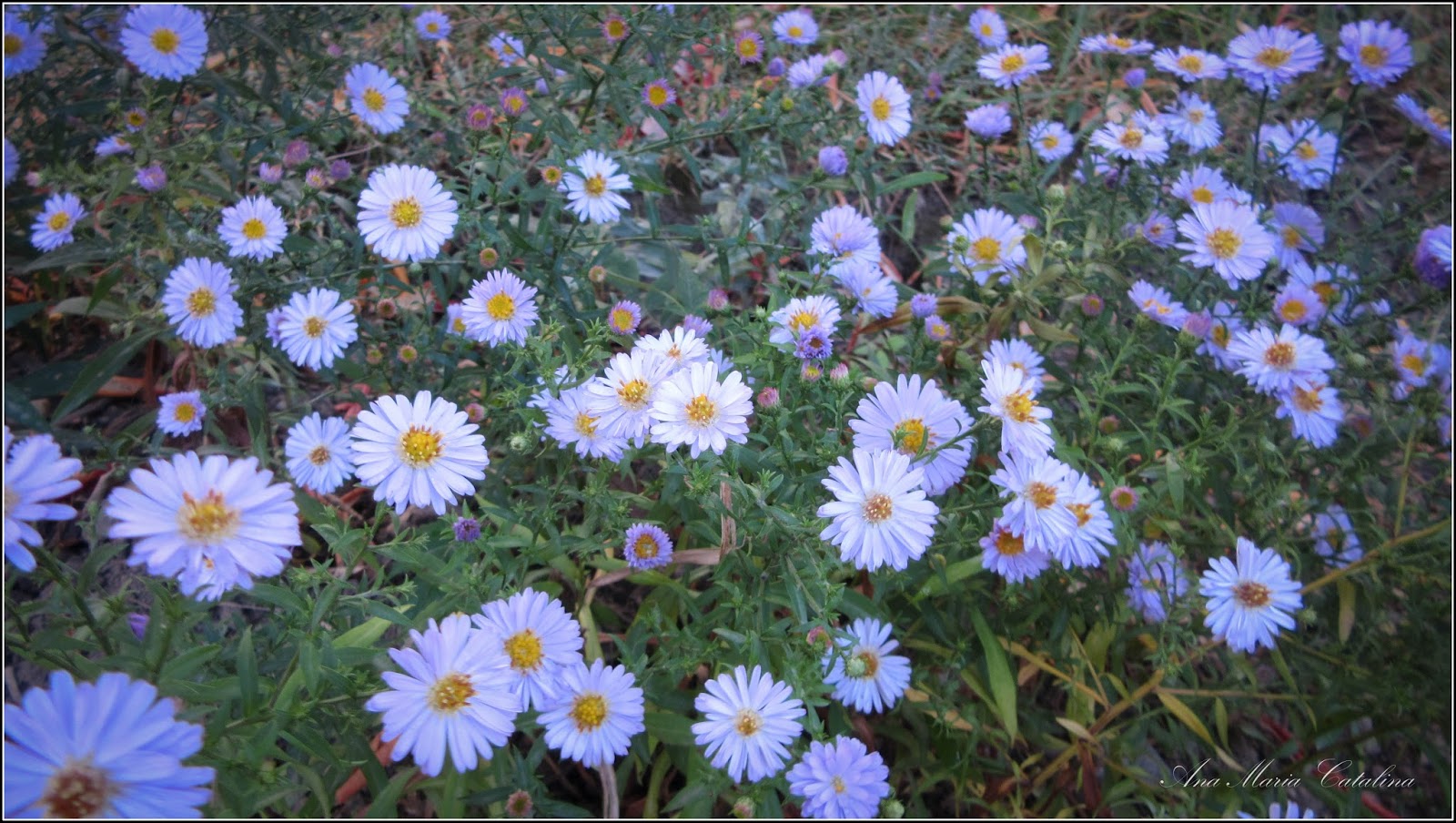 Lumea Văzută Din Turda Aster Steluta Ochiul Boului De Munte Aster Dumosus