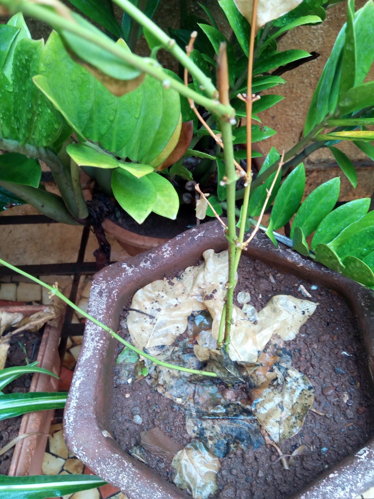 Growing Mogra Chameli from Cuttings Practical Guidelines with Photographs