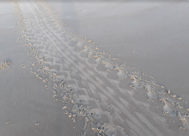 Sea Turtle Tracks, Canaveral National Seashore, Playalinda Beach, Florida, Cocoa Beach Pictures