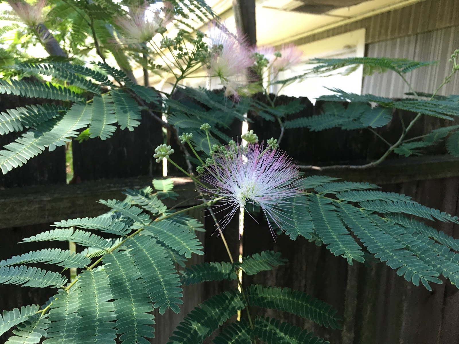 One Lot in Houston Persian Silk Tree julibrissin)