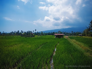 Countryside Farming Lands Of The Rice Fields In The Cloudy Sky At Noon At Ringdikit Village North Bali Indonesia