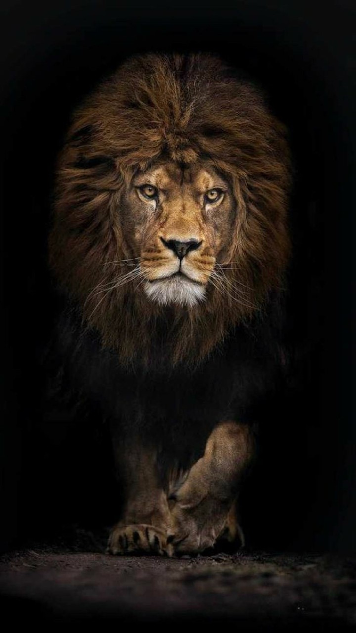 Hình ảnh sư tử 3D là một tác phẩm nghệ thuật mang lại cho bạn cảm giác như sư tử đang hiện diện trước mắt. Với đường nét tinh xảo và sắc nét, hình ảnh sẽ đưa bạn vào thế giới mới, nơi bạn có thể cảm nhận được sức mạnh và vẻ đẹp của loài thú vương giả.