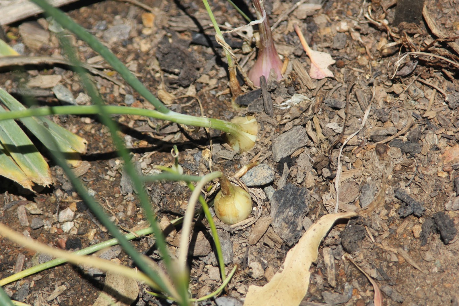 Mudflower True potato onion seeds Australia