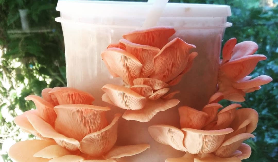 How to grow pink oyster mushroom in bucket? Pink oyster mushrooms