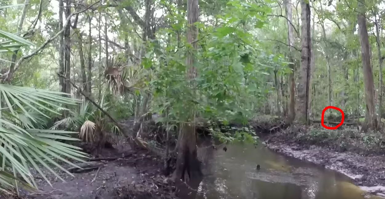Is A Skunk Ape Hiding Behind These Palmetto Plants?