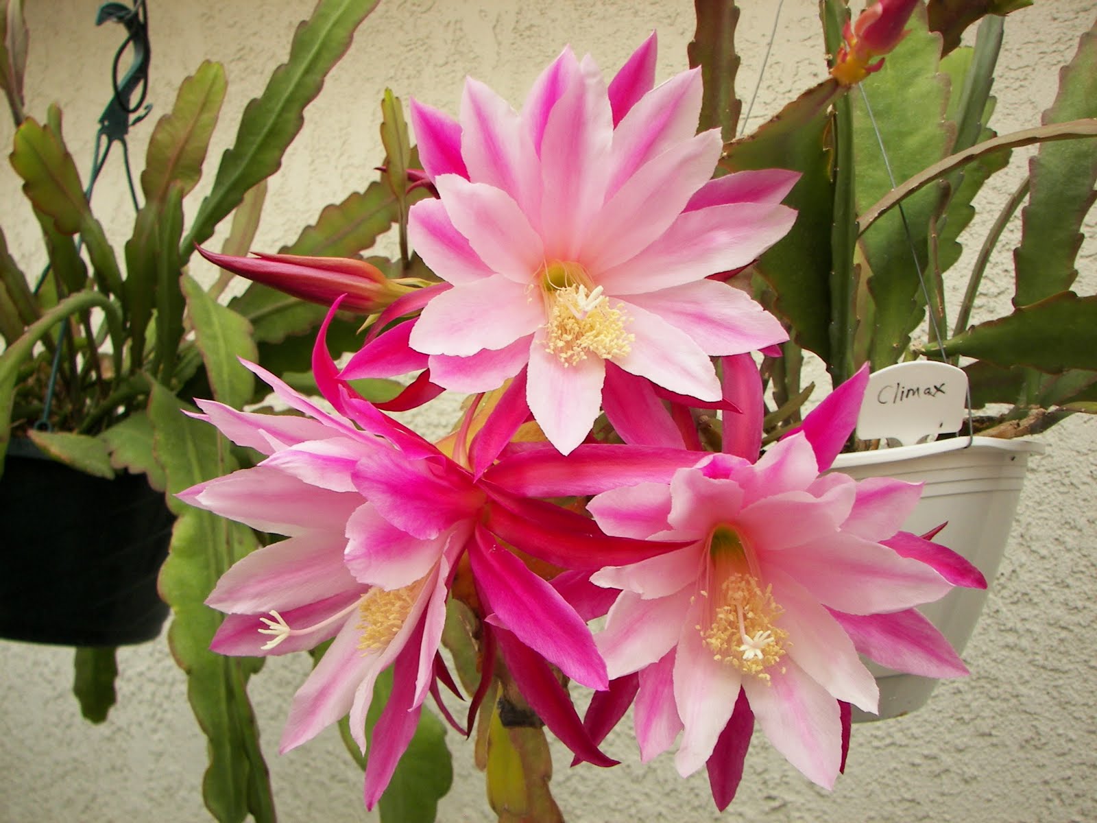 Epiphyllum Orchid Cactus Mix 2-in-1 Combo Planting 1 Pc. R132072 | Shop All | Shop - Foto 9