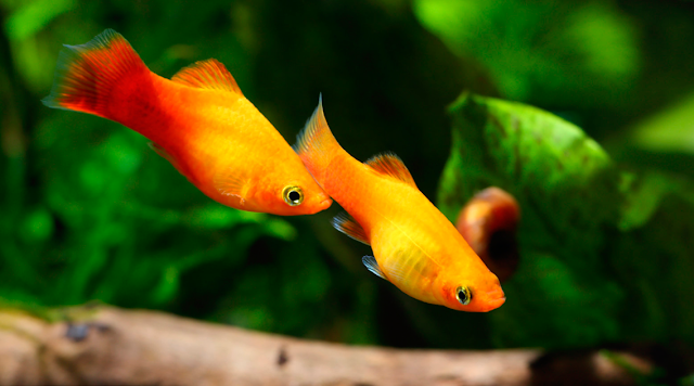 Como montar o primeiro aquário Peixe Plati
