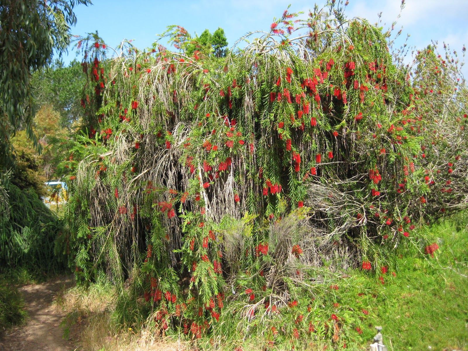 Trees of Santa Cruz County Callistemon viminalis Weeping Bottlebrush