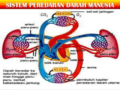 Pisang yang Dianggap Makanan Sepele Oleh Masyarakat Ternyata Memiliki Manfaat Untuk Kesehatan Kita Pisang yang Dianggap Makanan Sepele Oleh Masyarakat Ternyata Memiliki Manfaat Untuk Kesehatan Kita
