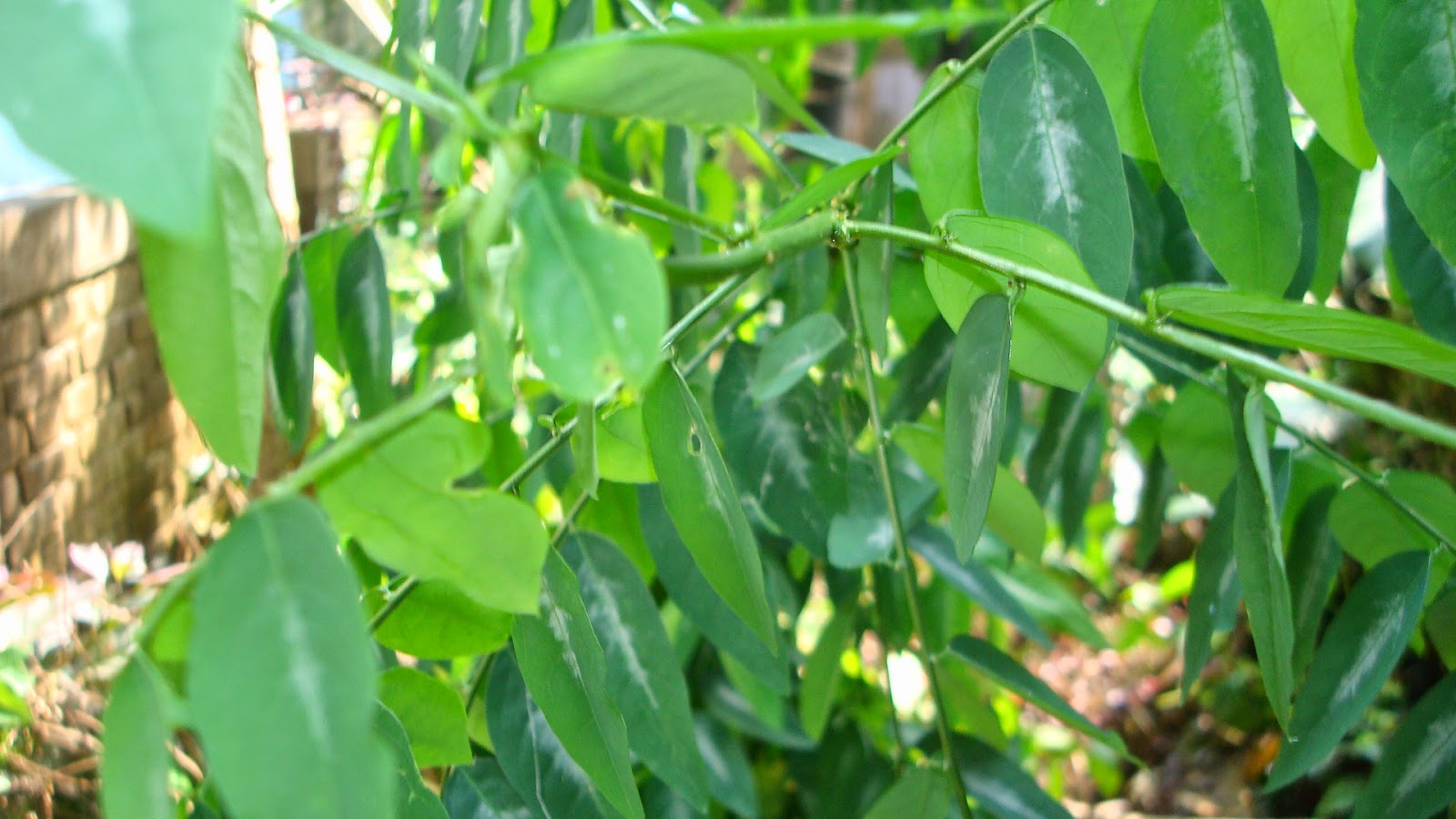 Keralaponics Sweet leaf (Madura cheera)