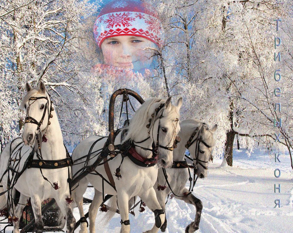 Белые лошадки песня. Тройка лошадей. Три белых коня. Тройка лошадей зима. Тройка лошадей зимой.