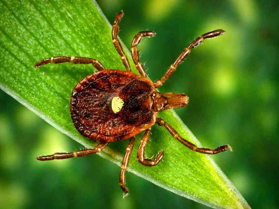 Lyme Disease In Virginia
