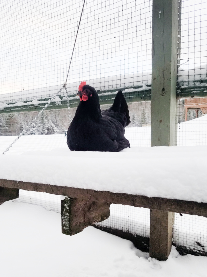 How to Winterize your Chicken Run Fresh Eggs Daily® with Lisa Steele