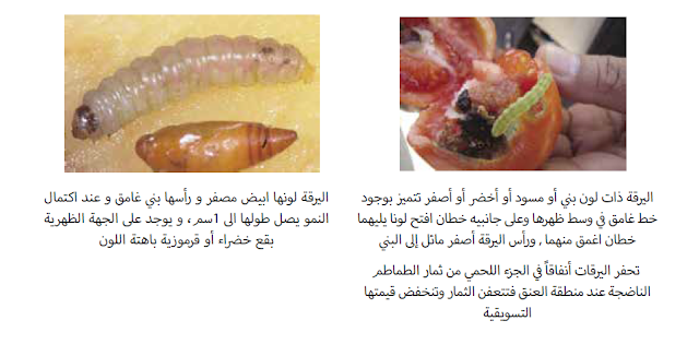 مقارنة بين الآفات الحشرية التي تتشابه مع توتا ابسلوتا (حافرة الطماطم)