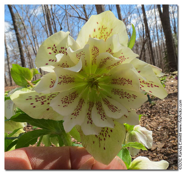 Randy & Meg's Garden Paradise Pine Knot Farms Hellebore Fest 2012