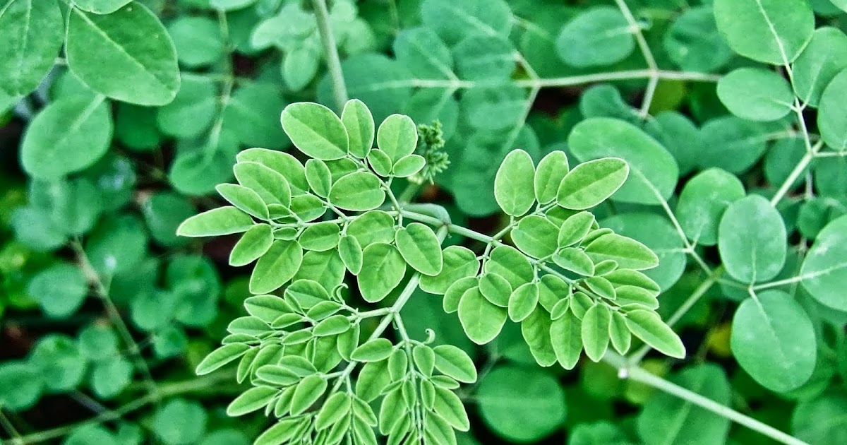 GESUNDHEITSBLATT 365