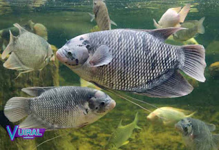 Contoh Hewan Pisces - Ikan Gurame