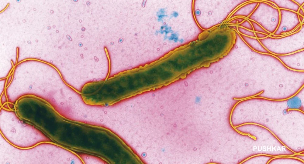 ПЕПТИЧЕСКИЕ ЯЗВЕННЫЕ БОЛЕЗНИ – ЯЗВЫ ЖЕЛУДКА И ЯЗВЫ ДВЕНАДЦАТИПЕРСТНОЙ КИШКИ.