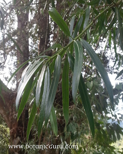 Podocarpus polystachyus, Sea Teak