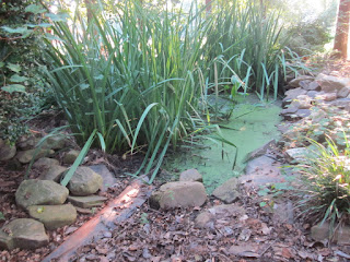 Small Pond at Memory Garden in Davie County Community Park © Katrena