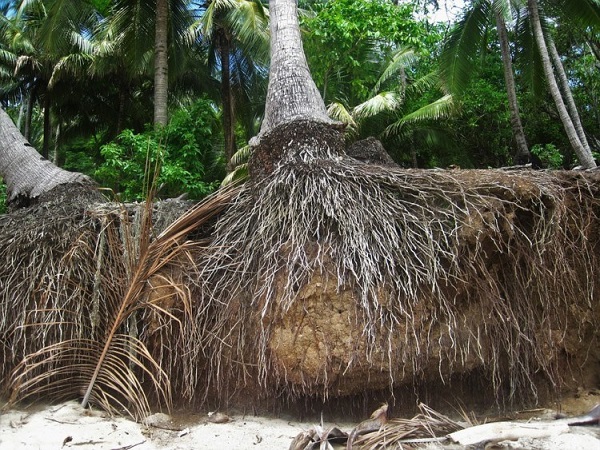 kegunaan pohon kelapa