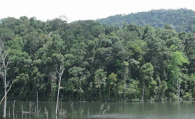 Rain forest canopy