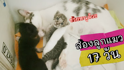 เล่นกับลูกแมว 17 วัน ลูกแมวน่ารักมาก Cute Kittens | ส่องแมว Ep.8 | ไอดอลฉันคือแมว