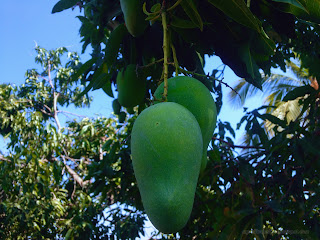 Mango Tree Has Borne Fruits In The Field, Banjar Kuwum, Ringdikit, North Bali, Indonesia