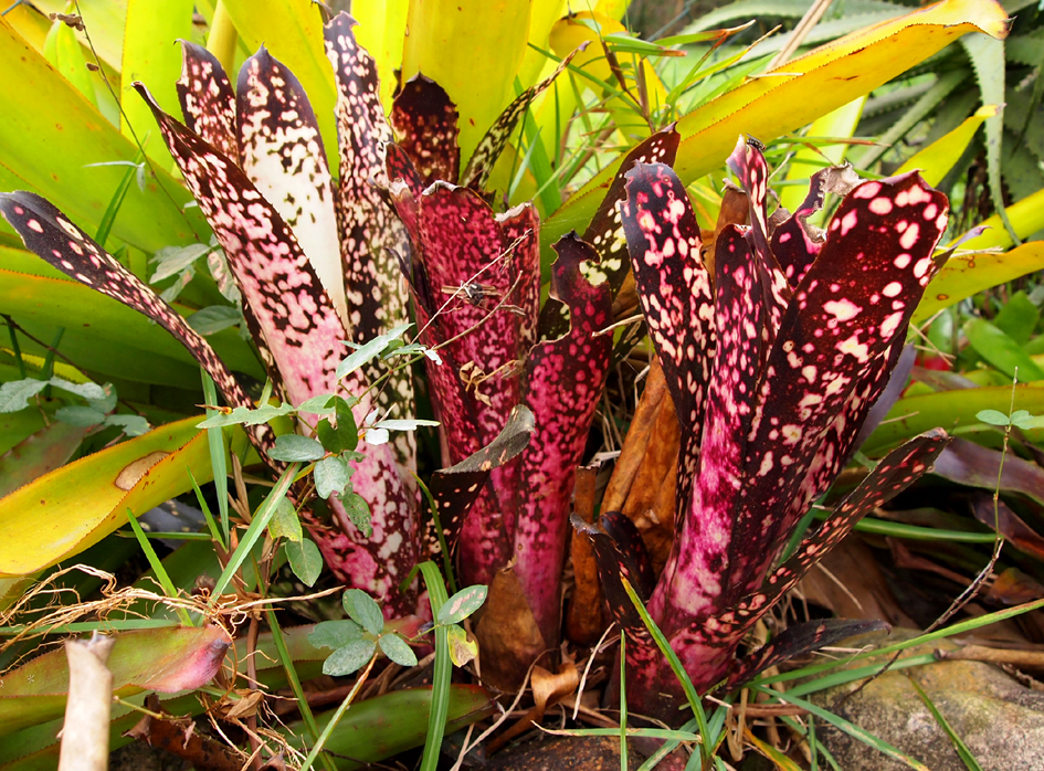 Flores Brasileiras: Bromélia roxa pintada
