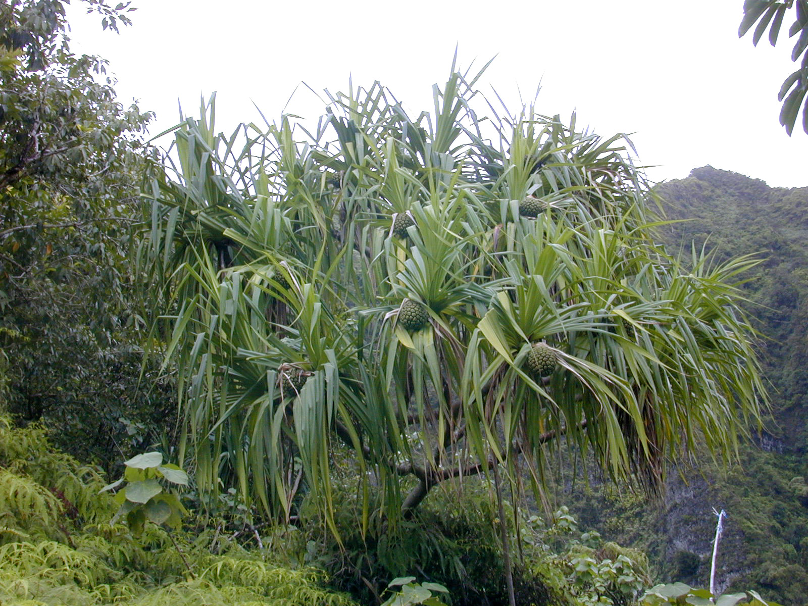 Pandanus veitchii Pandanaceae VEITCH’S SCREW PINE Indoor Plants Guide