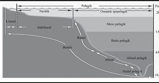 Pembagian Zona Laut dan Macam-macamnya - INFO PELAJARAN