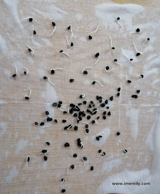 Chives Seeds to Harvest in 10 Weeks