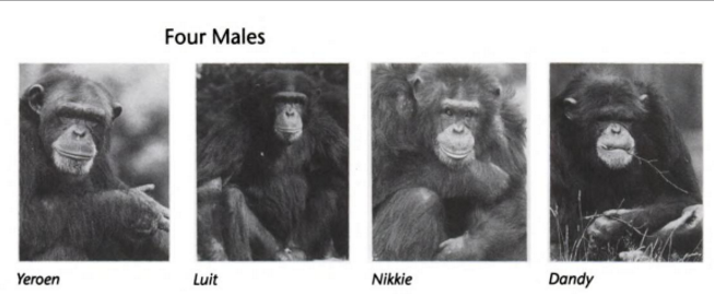 У шимпанзе в соматических клетках 48. Франс де Вааль приматы. Политика у шимпанзе Франс де Валь. Франс де Вааль наша внутренняя обезьяна. Франс де Вааль «политика у шимпанзе» обзор.