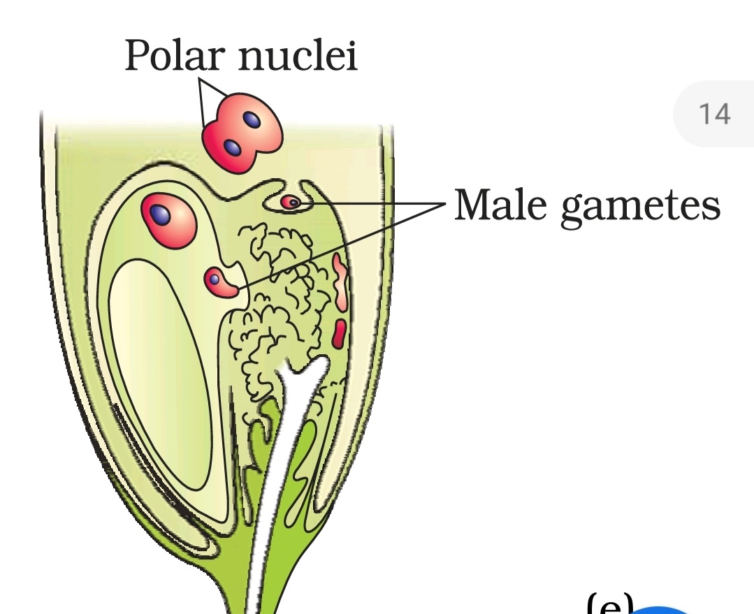 PrepBiology REPRODUCTION IN ANGIOSPERMS FERTILIZATION