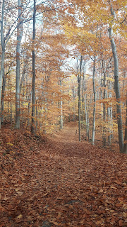 sentier, Parc du Mont-Saint-Bruno, l'automne, feuilles mortes, couleurs d'automne