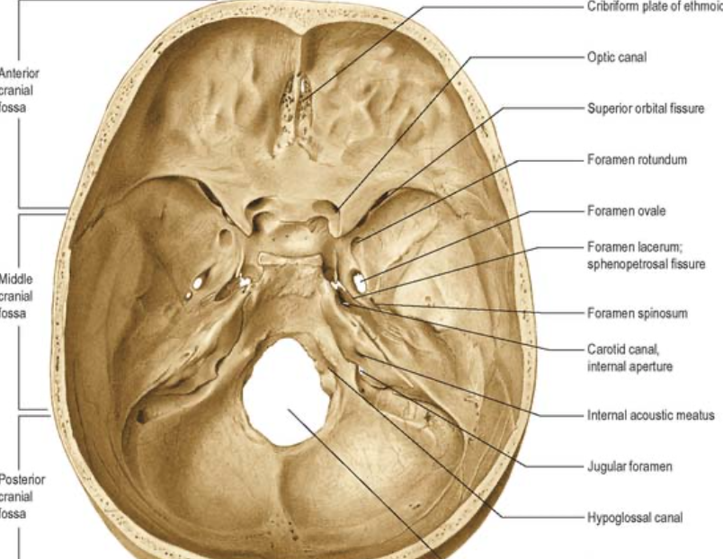 Head and Neck Anatomy August 2020