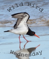 http://paying-ready-attention-gallery.blogspot.com/2015/06/wild-bird-wednesday-150-crested-tern.html