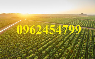 Chuyên cung cấp cây giống đàn hương, giống đàn hương đỏ, cây đàn hương trắng, đàn hương ấn độ chuẩn Chuyên cung cấp cây giống đàn hương, giống đàn hương đỏ, cây đàn hương trắng, đàn hương ấn độ chuẩn