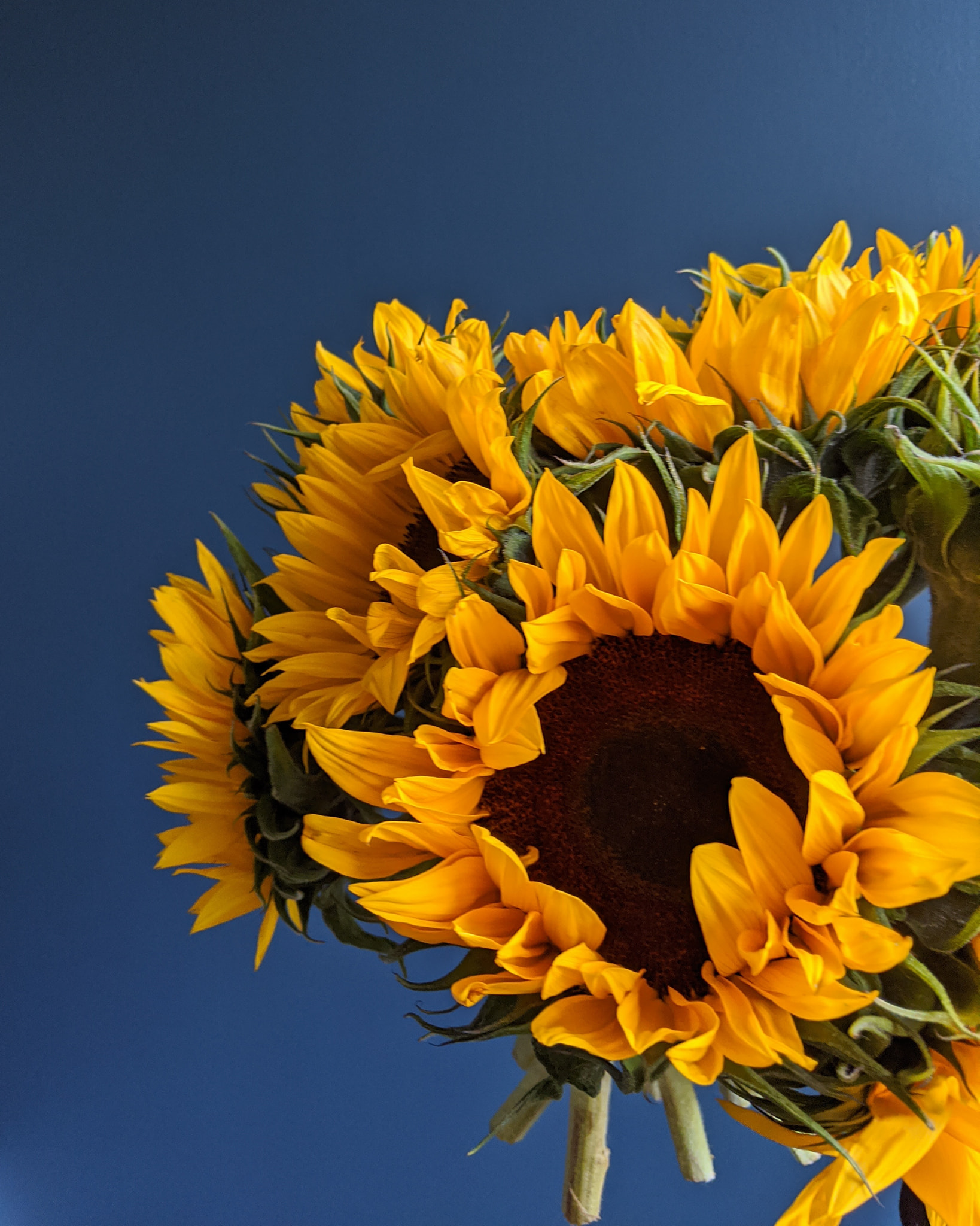 arena flowers subscription review sunflowers liquid grain