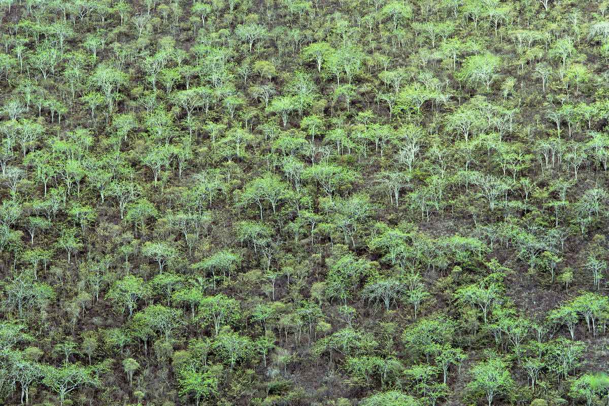 Gracie�s Plant Works Palo Santo