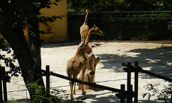 Zoo de Lisboa Zoológico de Lisboa