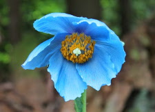 Himalayan Blue Poppy