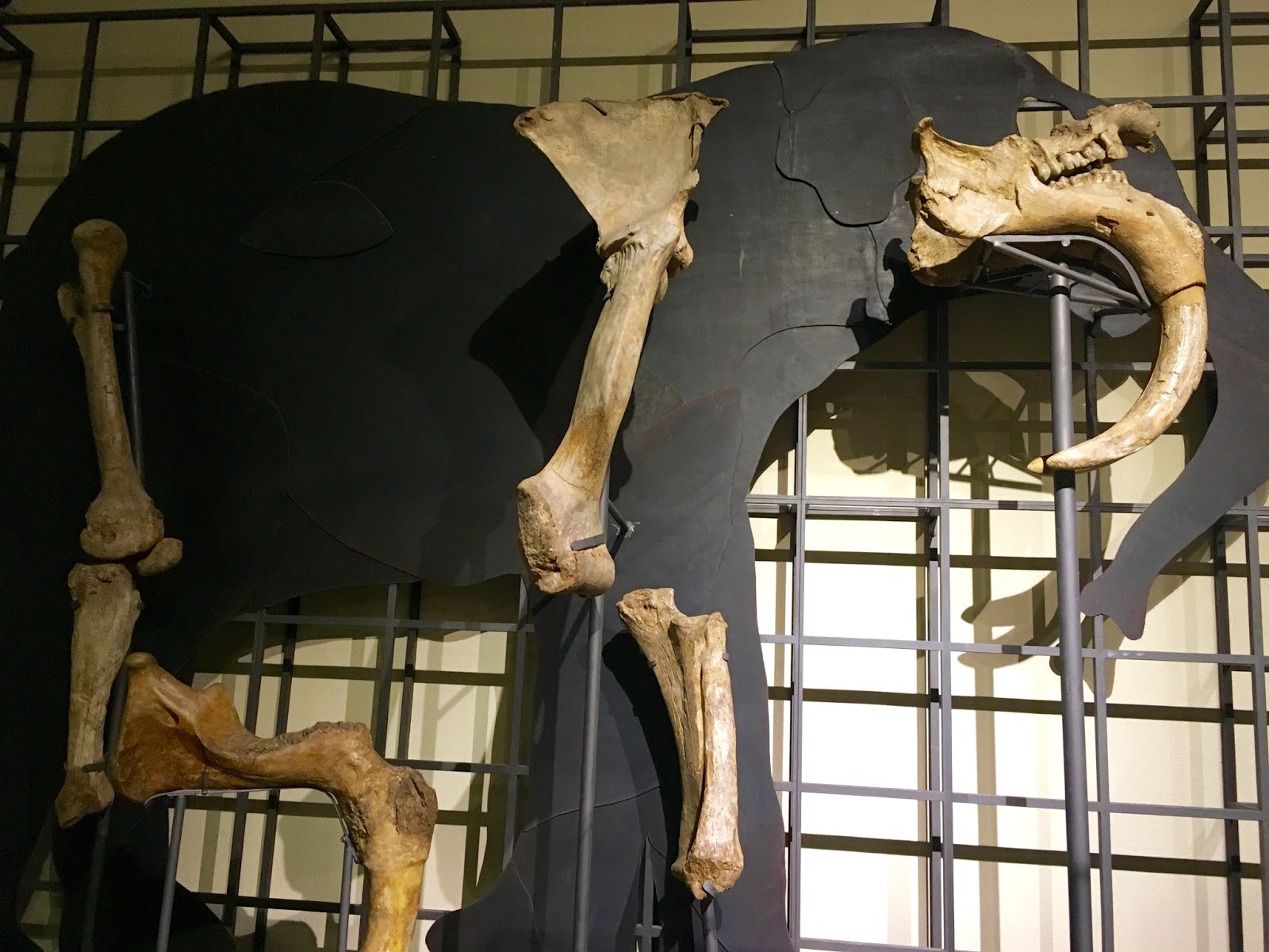 FOSSIL HUNTRESS CERECINOS DE CAMPOS DEINOTHERIUM